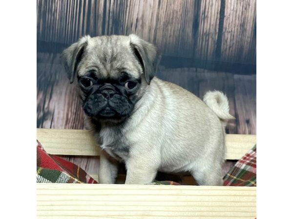 Pug DOG Female Fawn 16868 Petland Fairfield, Ohio