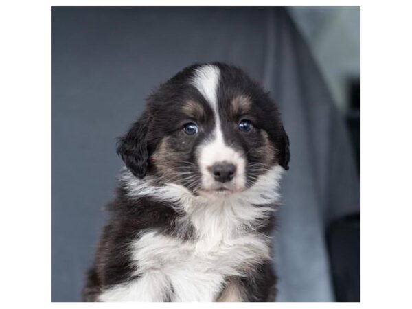 Australian Shepherd DOG Male Black Tan / White 16893 Petland Fairfield, Ohio