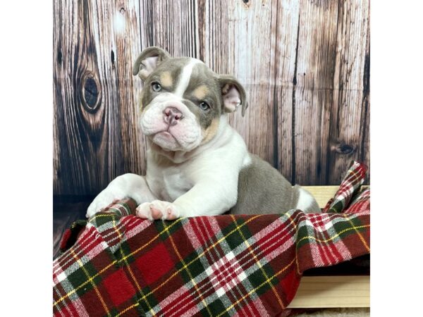 English Bulldog DOG Male Liliac Tri 16897 Petland Fairfield, Ohio