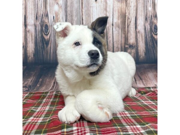 Akita DOG Male White / Brown 16896 Petland Fairfield, Ohio