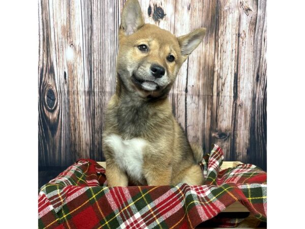 Shiba Inu DOG Female Brown 16895 Petland Fairfield, Ohio