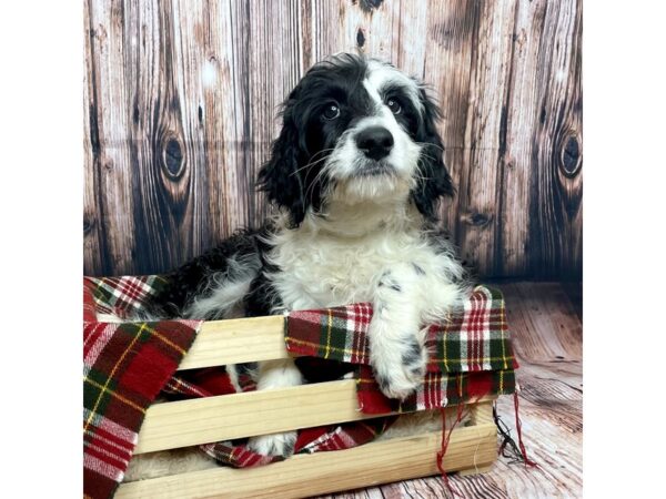 Poodle/Australian Shepherd-DOG-Female-Black / White-16894-Petland Fairfield, Ohio