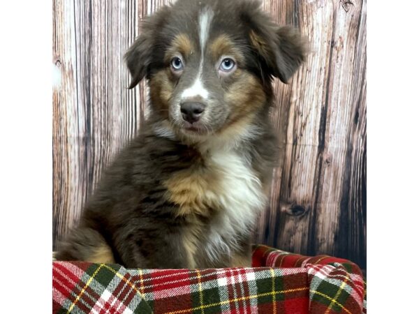 Australian Shepherd-DOG-Male-Chocolate-16892-Petland Fairfield, Ohio