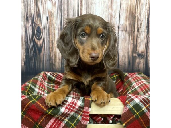 Dachshund DOG Female Chocolate / Tan 16891 Petland Fairfield, Ohio