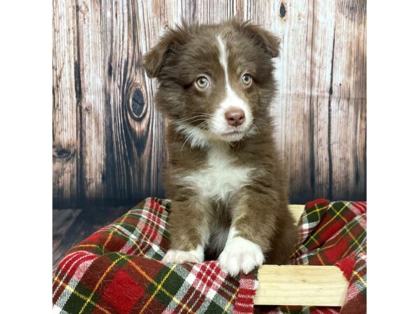 Miniature Australian Shepherd DOG Male Red Tan / White 16890 Petland Fairfield, Ohio