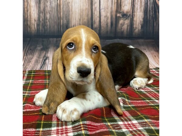 Basset Hound DOG Female Black Tan / White 16887 Petland Fairfield, Ohio