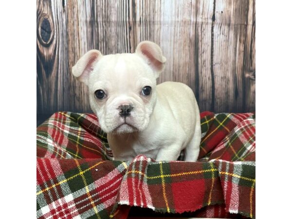 French Bulldog DOG Male Cream 16885 Petland Fairfield, Ohio