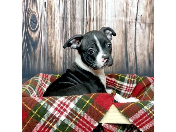 Boston Terrier DOG Male Black / White 16879 Petland Fairfield, Ohio