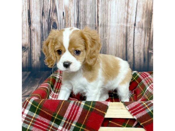 Cavalier King Charles Spaniel DOG Female Blenheim 16881 Petland Fairfield, Ohio