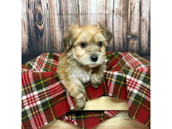 Morkie DOG Male Tan 16882 Petland Fairfield, Ohio