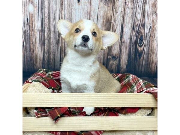 Pembroke Welsh Corgi DOG Female Sable / White 16859 Petland Fairfield, Ohio