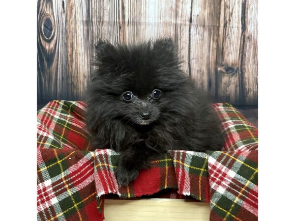 Pomeranian DOG Female Black 16884 Petland Fairfield, Ohio