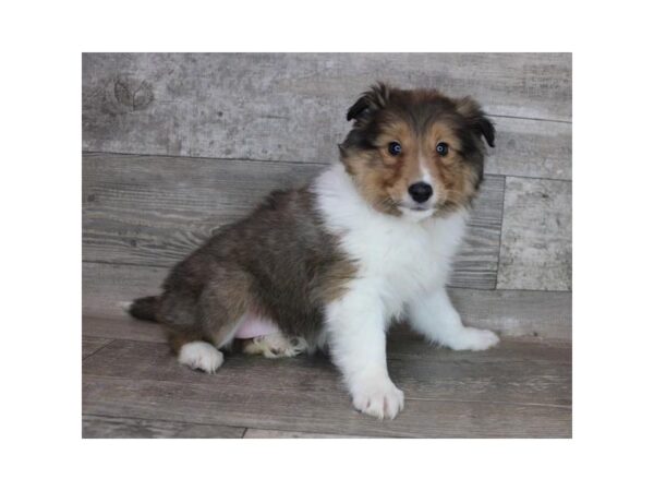 Shetland Sheepdog DOG Male Sable / White 16901 Petland Fairfield, Ohio