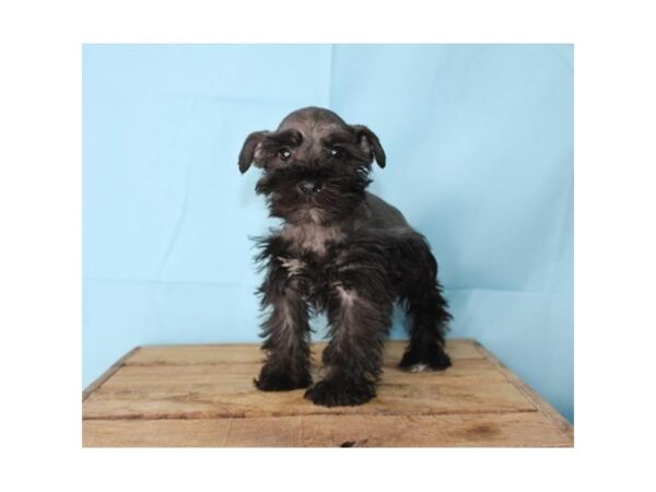 Miniature Schnauzer DOG Female Black 16903 Petland Fairfield, Ohio