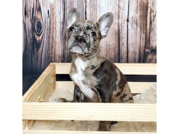 Frenchton DOG Female Black Merle 16844 Petland Fairfield, Ohio