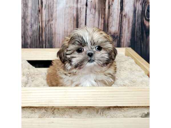 Shih Tzu DOG Female Gold 16898 Petland Fairfield, Ohio