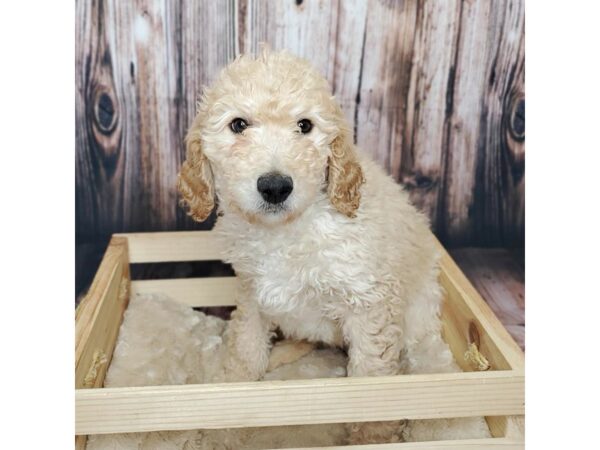 Goldendoodle DOG Female Apricot 16900 Petland Fairfield, Ohio