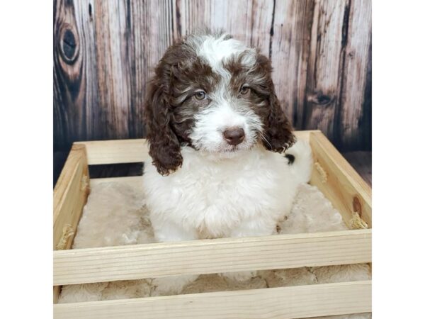 NewfyPoo Mini-DOG-Female-Chocolate / White-16902-Petland Fairfield, Ohio