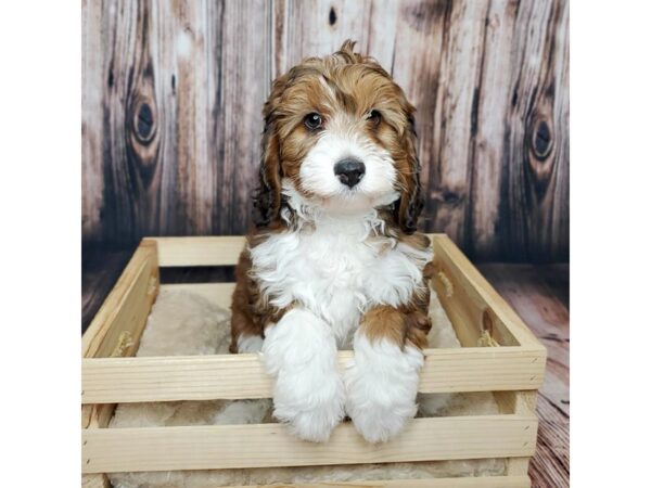 Bernardadoodle-DOG-Female-Chocolate / Tan-16904-Petland Fairfield, Ohio