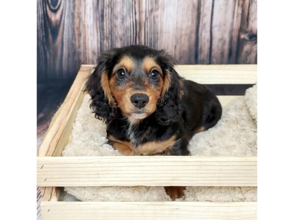 Dachshund DOG Male Black / Tan 16899 Petland Fairfield, Ohio