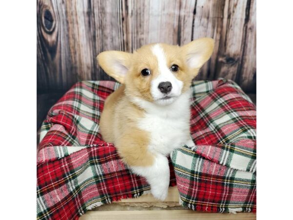 Pembroke Welsh Corgi DOG Female Sable / White 16914 Petland Fairfield, Ohio