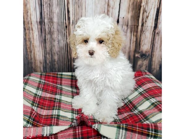 Miniature Poodle DOG Female White/Tan 16907 Petland Fairfield, Ohio