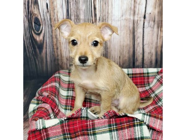 Chorkie-DOG-Female-Tan-16906-Petland Fairfield, Ohio