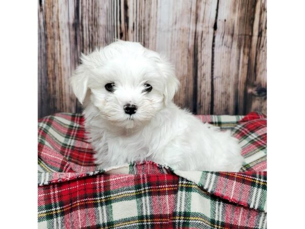 Maltese-DOG-Male-White-16905-Petland Fairfield, Ohio