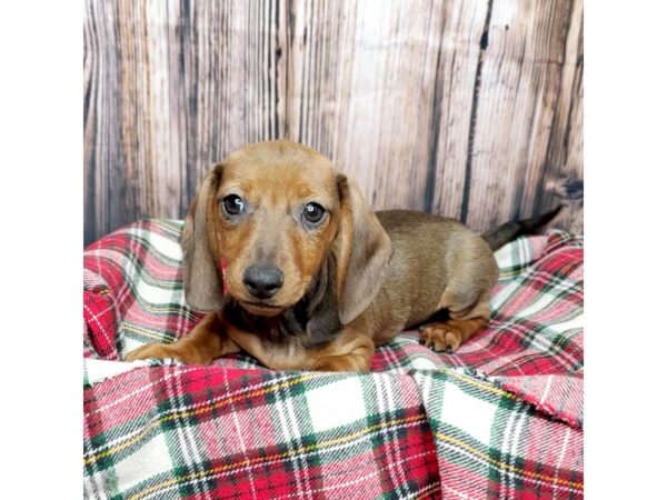 Dachshund-DOG-Male-Wild Boar-16920-Petland Fairfield, Ohio