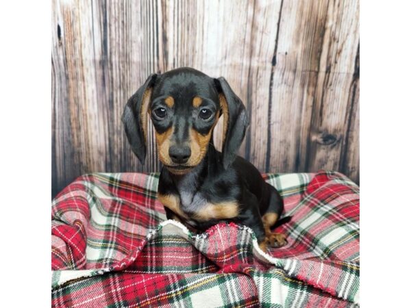 Dachshund-DOG-Female-Black / Tan-16911-Petland Fairfield, Ohio