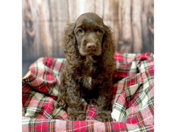 Cocker Spaniel DOG Male Brown 16912 Petland Fairfield, Ohio