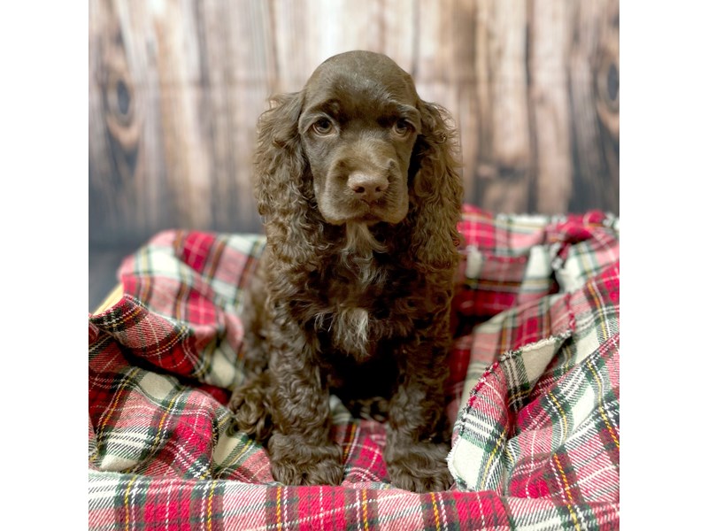 dark brown cocker spaniel puppies