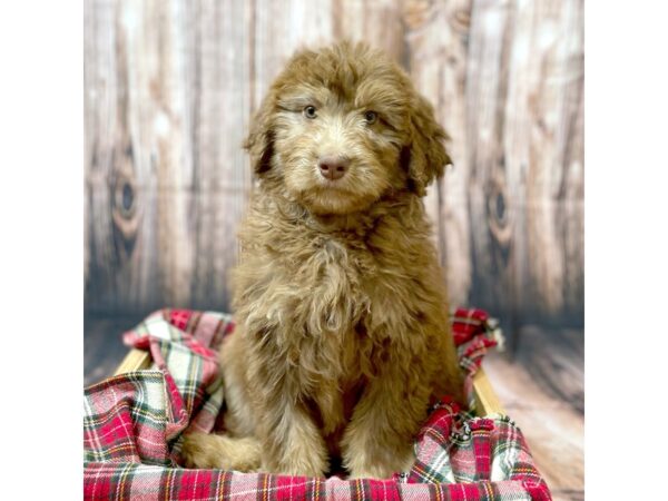 Aussiedoodle DOG Female Chocolate / Tan 16910 Petland Fairfield, Ohio