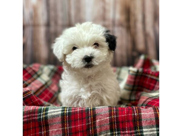 Havachon-DOG-Male-Black / White-16908-Petland Fairfield, Ohio