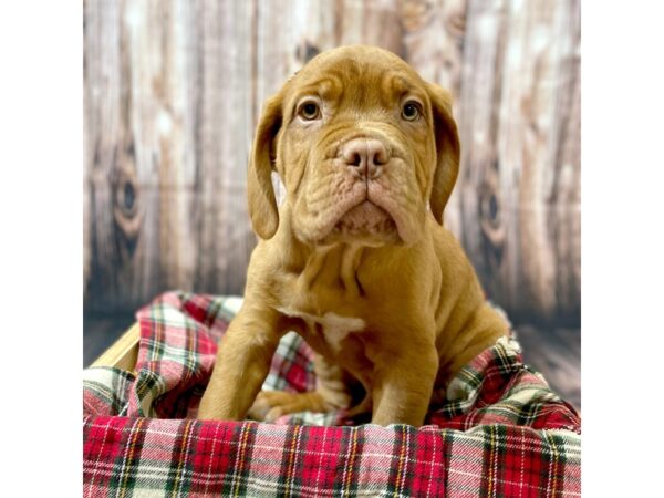 Dogue de Bordeaux DOG Male Red 16921 Petland Fairfield, Ohio