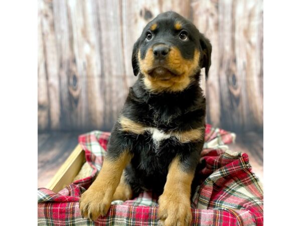 Rottweiler DOG Female Black / Rust 16915 Petland Fairfield, Ohio