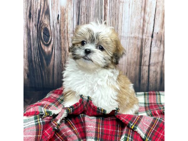 Shichon-DOG-Female-Brown/White-16933-Petland Fairfield, Ohio