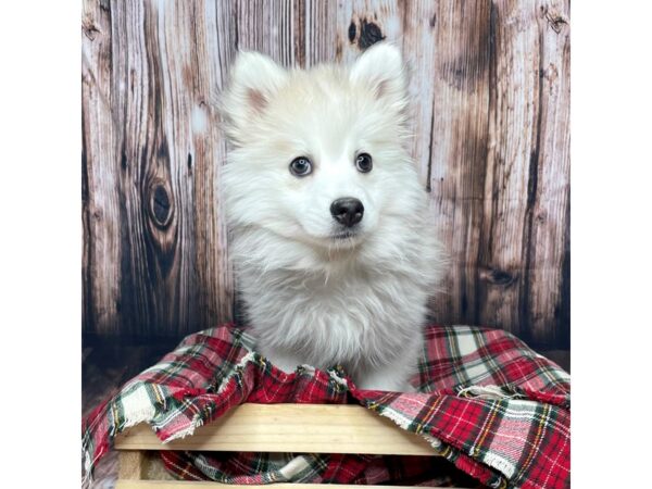 Pomsky DOG Female Cream / White 16929 Petland Fairfield, Ohio