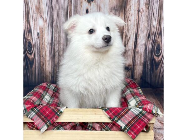 American Eskimo Dog DOG Female White 16928 Petland Fairfield, Ohio