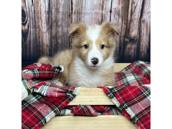 Shetland Sheepdog DOG Female Sable 16927 Petland Fairfield, Ohio