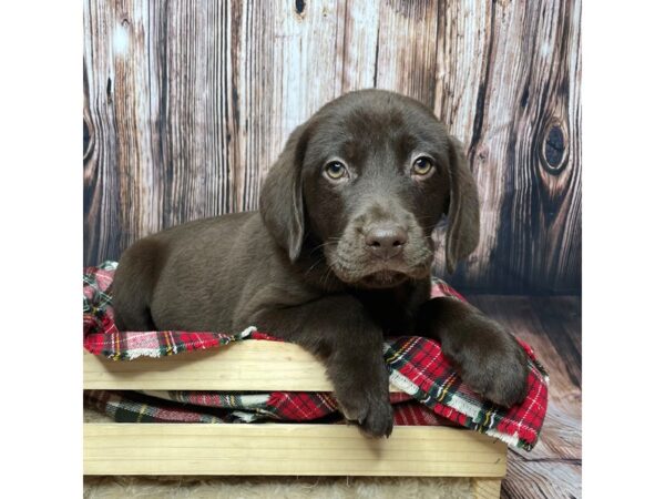 Labrador Retriever DOG Male Chocolate 16926 Petland Fairfield, Ohio