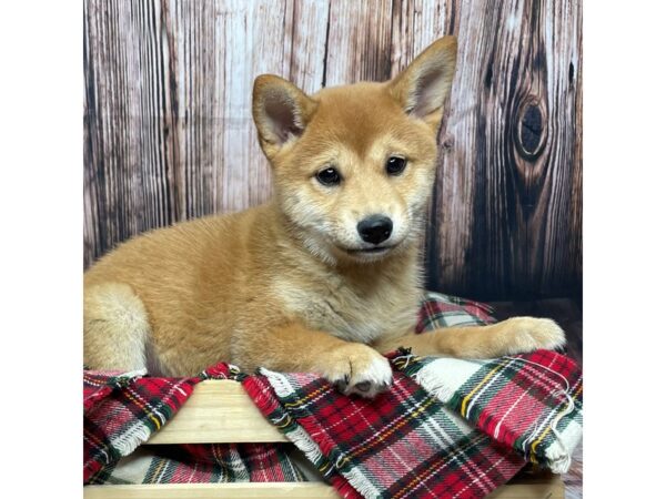 Shiba Inu DOG Female Red Sesame 16925 Petland Fairfield, Ohio