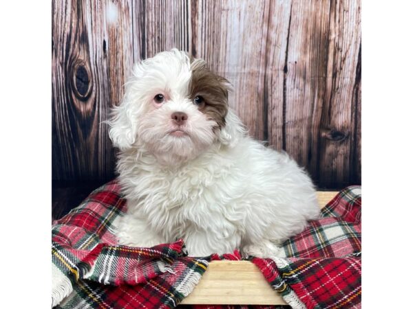 ShizaPoo-DOG-Female-White / Chocolate-16923-Petland Fairfield, Ohio