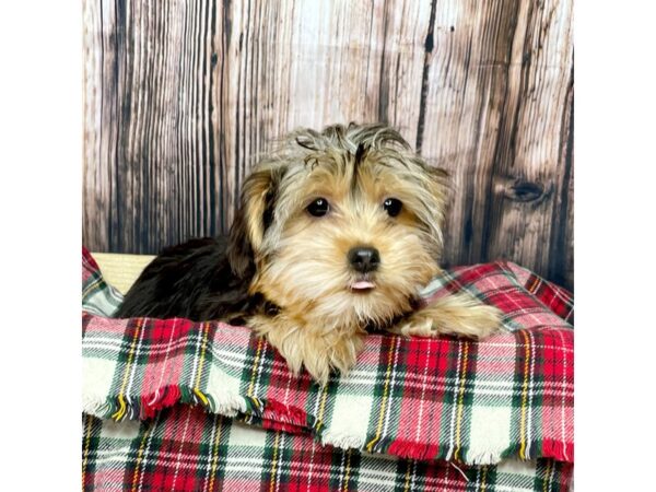 Yorkshire Terrier DOG Male Black / Tan 16888 Petland Fairfield, Ohio