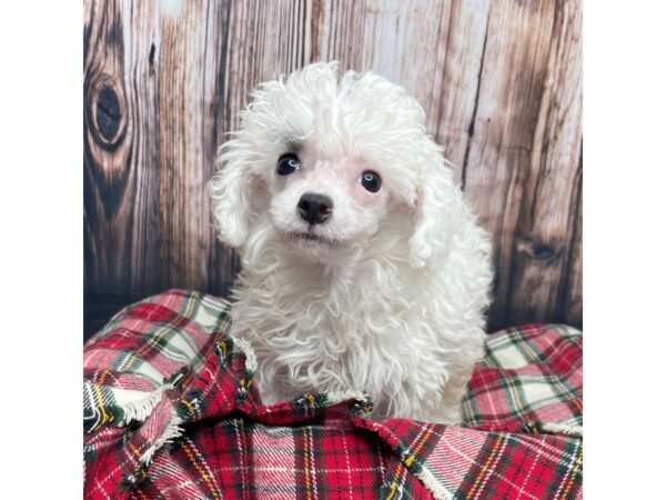 Poodle DOG Female White 16924 Petland Fairfield, Ohio