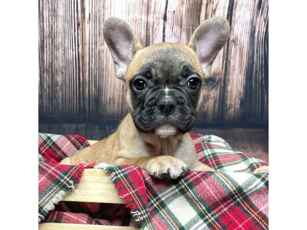 French Bulldog DOG Male Fawn 16953 Petland Fairfield, Ohio