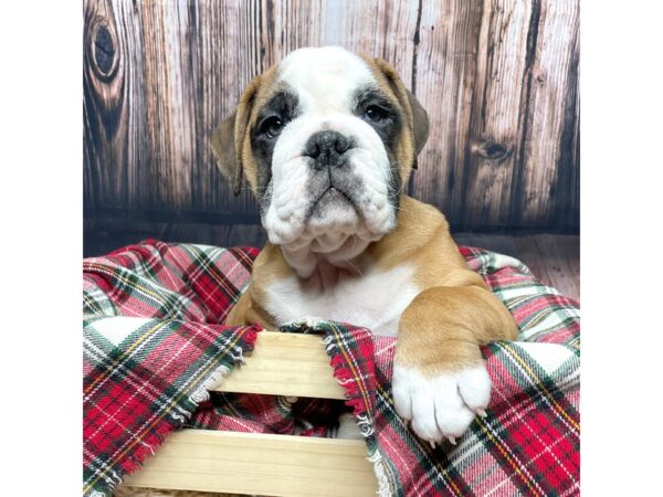 English Bulldog-DOG-Male-rd&wh-16952-Petland Fairfield, Ohio