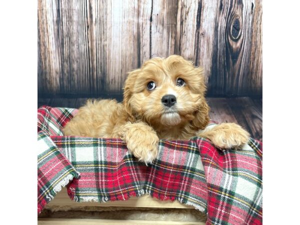 Cavapoo DOG Female Red/White 16951 Petland Fairfield, Ohio