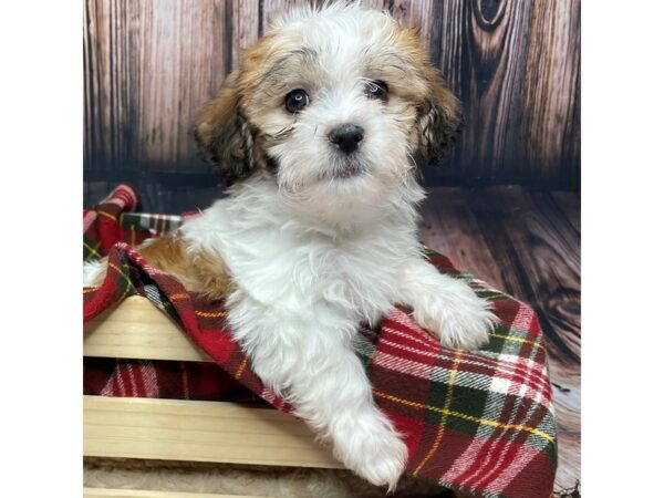 Havanese DOG Male Brown/White 16948 Petland Fairfield, Ohio