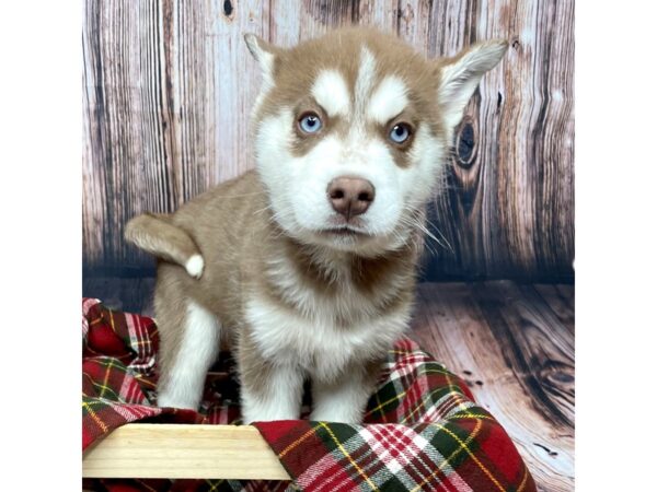 Siberian Husky DOG Female Red/White 16947 Petland Fairfield, Ohio